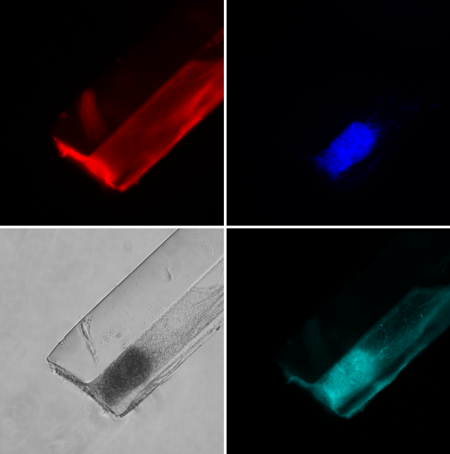 A fluorescence image of a µTENN.